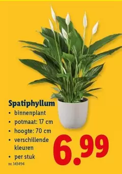 Spathiphyllum