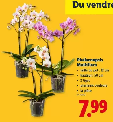 Phalaenopsis Multiflora
