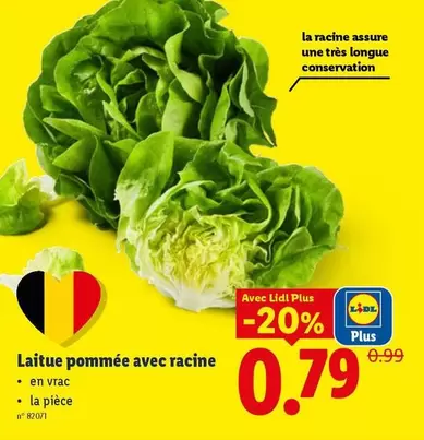 Laitue pommée avec racine