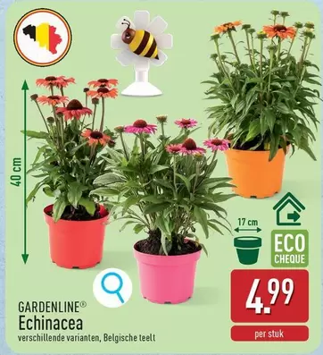 Echinacea