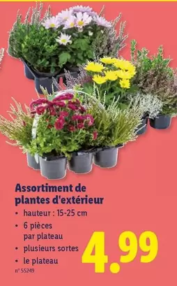 De - Assortiment de plantes d'extérieur