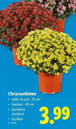 Chrysanthème