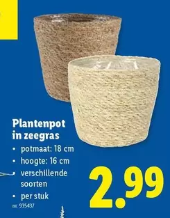 Plantenpot in zeegras