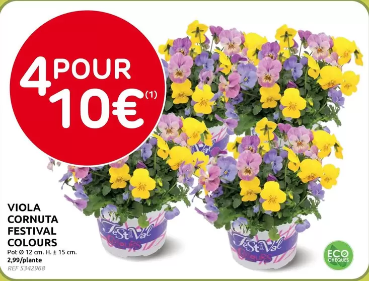 VIOLA CORNUTA FESTIVAL COLOURS