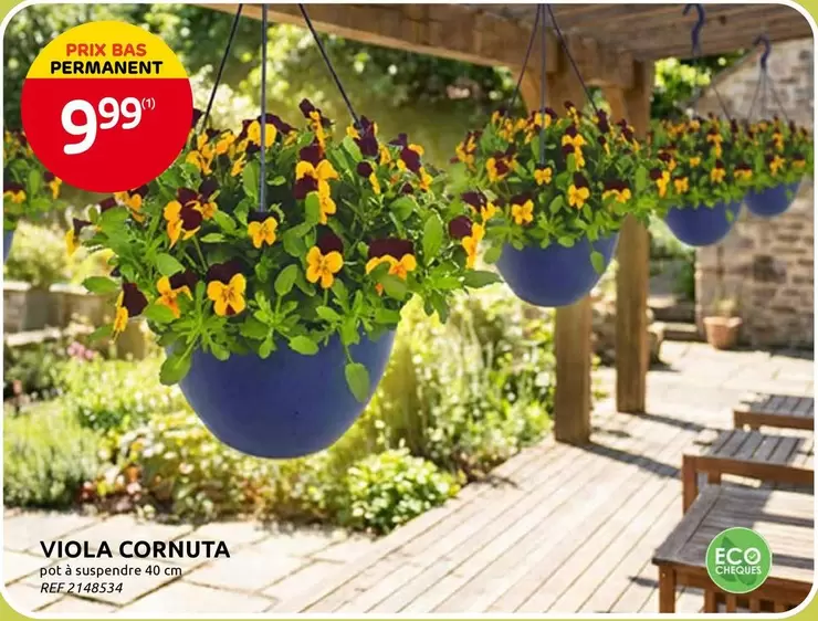 Viola Cornuta pot à suspendre