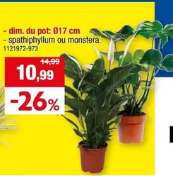 Spathiphyllum ou Monstera 1121972-973