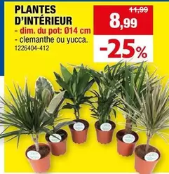 PLANTES D'INTÉRIEUR - dim. du pot: Ø14 cm - clemanthe ou yucca. 1226404-412