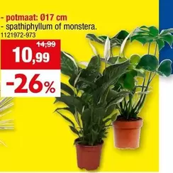 Spathiphyllum of Monstera. 1121972-973