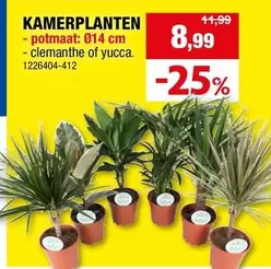 KAMERPLANTEN - potmaat: Ø14 cm - clemanthe of yucca. 1226404-412
