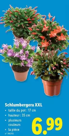 Schlumbergera XXL