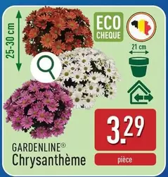 Chrysanthème