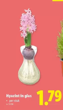 Hyacint in glas