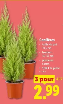 Conifères
