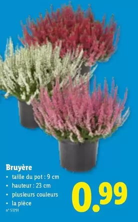 Bruyère