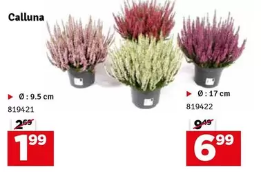 Calluna 819421
