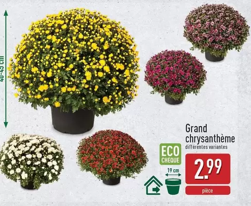 Grand Chrysanthème