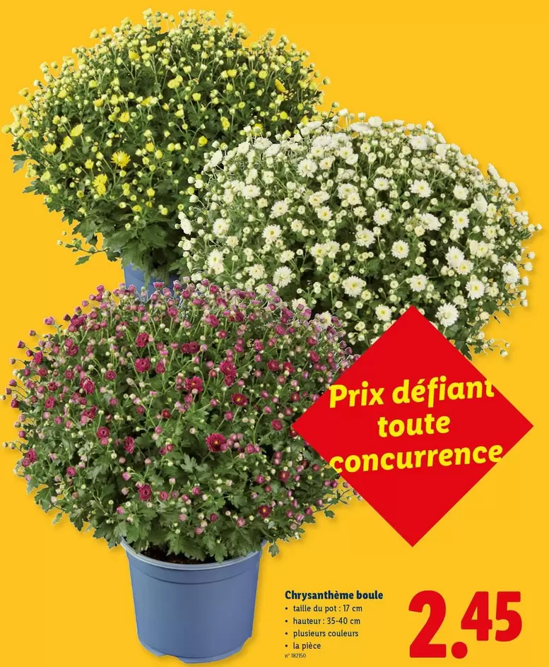 Chrysanthème boule