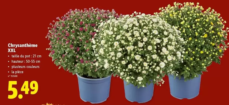 Chrysanthème XXL