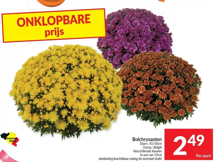 De - Bolchrysanten