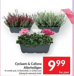 De - Cyclaam & Calluna Allerheiligen