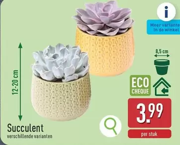 De - Succulent