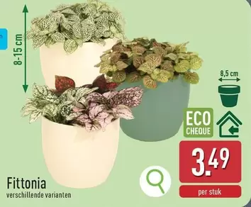 Fittonia