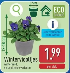 De - Winterviooltjes