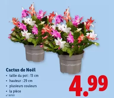 De - Cactus de Noël