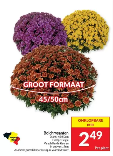 De - Bolchysanten