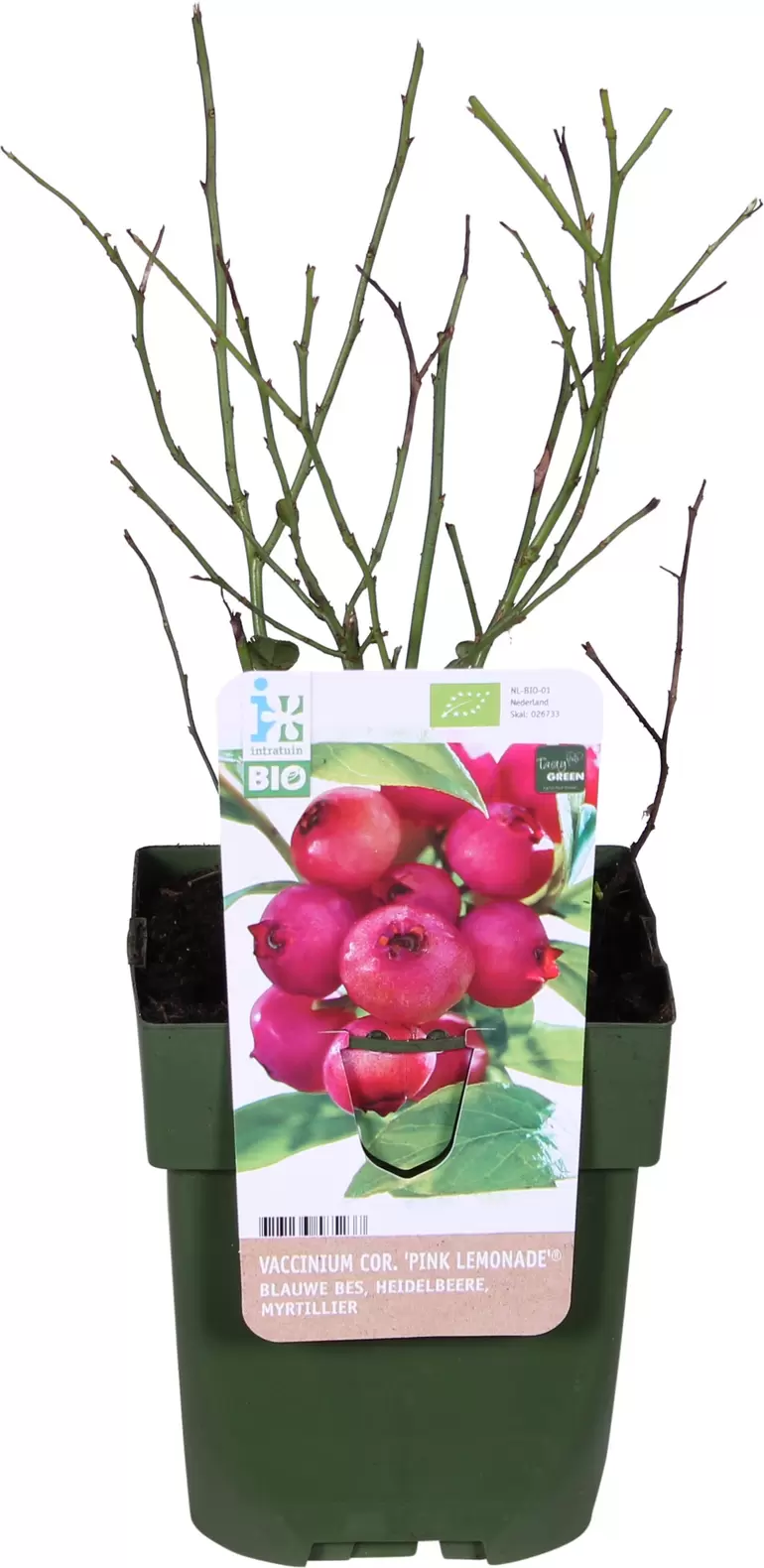Biologische Blauwe bes (Vaccinium corymbosum 'Pink Lemonade®') D 13 H 40 cm