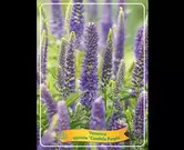 Veronica 'candela purple'