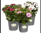 Osteospermum of spaanse margriet