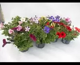 Surfinia of hangpetunia mix