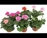 Geranium per stuk