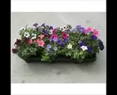 Stekperkplanten in soorten