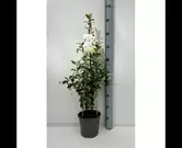 Trachelospermum jasminoides