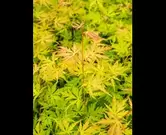 Acer palmatum 'orange lace'®