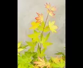 Acer palmatum 'orange dream'