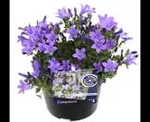 Campanula portenschlagiana
