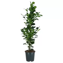 FICUS MICROCARPA