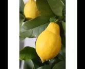 Citrus citroen