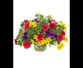 Stekperkplant tricolor