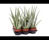 Aloe vera