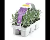 Lavandula angustifolia (6sts)