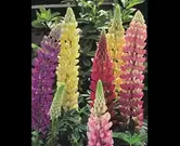 Lupinus gemengd