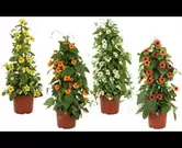 Thunbergia alata - suzanne met de mooie ogen