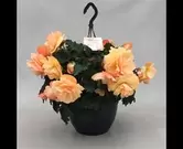 Hangpot begonia