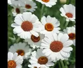 Rhodanthemum gemengd