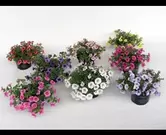 Stekperkplant millionbells