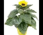 Helianthus zonnebloem